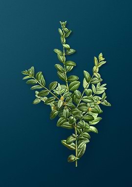 Vintage Florals on Teal