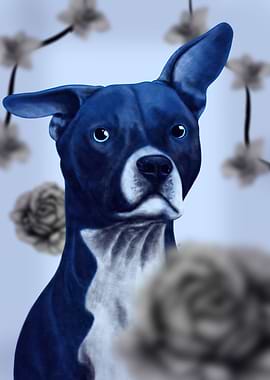 Blue dog