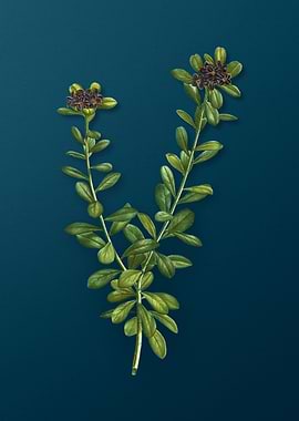 Vintage Florals on Teal