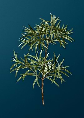 Vintage Flowers on Teal