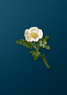 Vintage Florals on Teal