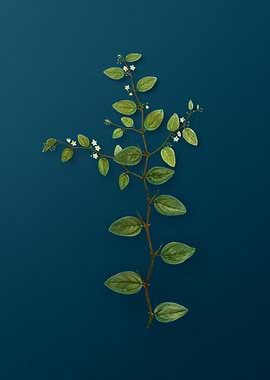 Vintage Botanicals on Teal