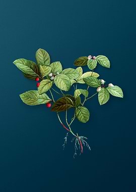 Vintage Botanicals on Teal