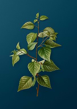 Vintage Flowers on Teal