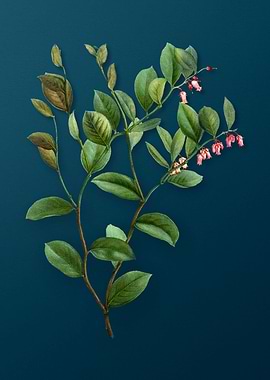 Vintage Botanicals on Teal