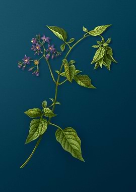 Vintage Flowers on Teal