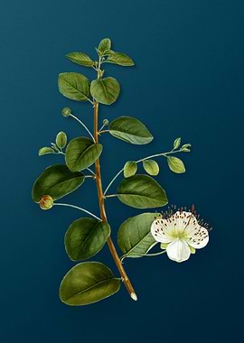 Vintage Botanicals on Teal