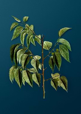 Vintage Botanicals on Teal