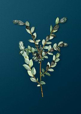 Vintage Florals on Teal