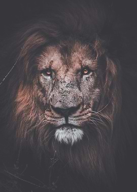 Lion king of the jungle