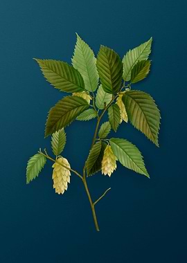 Vintage Botanicals on Teal