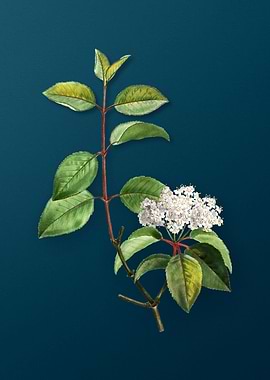 Vintage Flowers on Teal