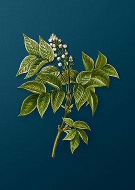 Vintage Botanicals on Teal