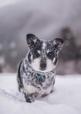 Cute dog in the snow