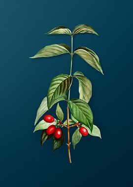 Vintage Flowers on Teal