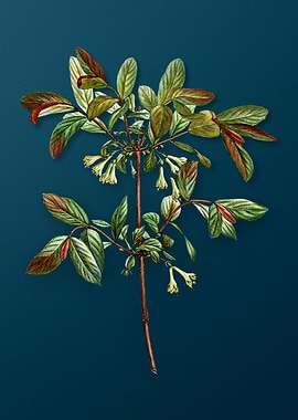 Vintage Flowers on Teal