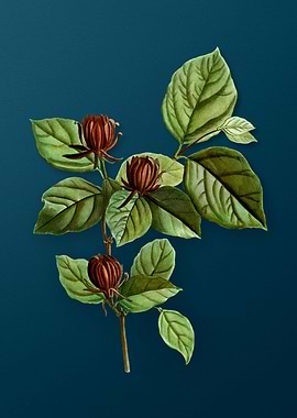 Vintage Botanicals on Teal