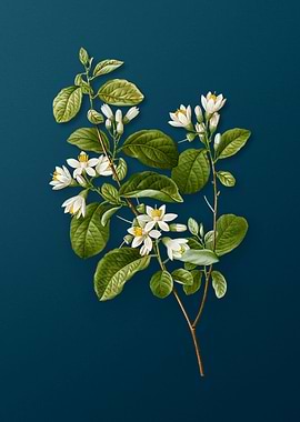 Vintage Flowers on Teal