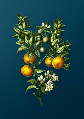 Vintage Botanicals on Teal