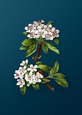 Vintage Botanicals on Teal