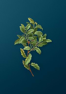 Vintage Botanicals on Teal