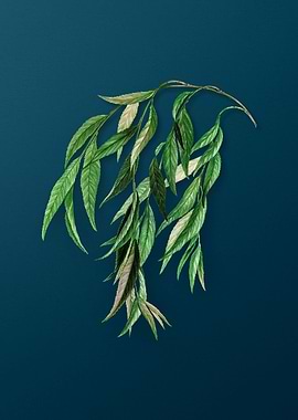 Vintage Botanicals on Teal