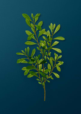 Vintage Flowers on Teal