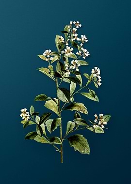 Vintage Florals on Teal