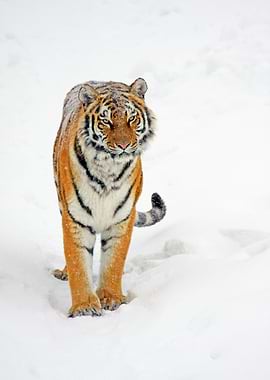 Siberian Tiger