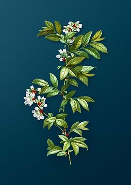 Vintage Flowers on Teal