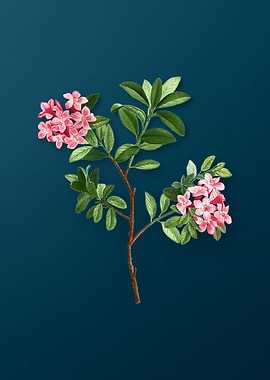 Vintage Botanical Drawing