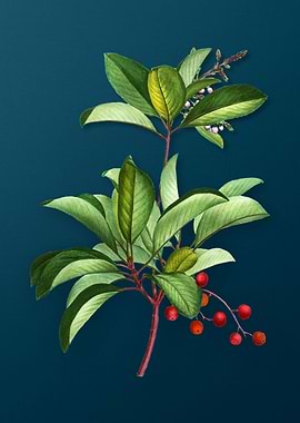 Vintage Flowers on Teal