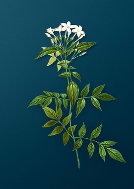 Vintage Botanical Drawing