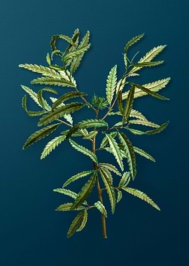 Vintage Botanicals on Teal