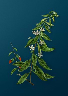 Vintage Flowers on Teal