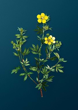 Botanical Drawing on Teal