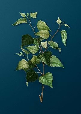 Vintage Flowers on Teal