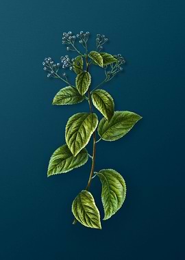 Vintage Botanicals on Teal