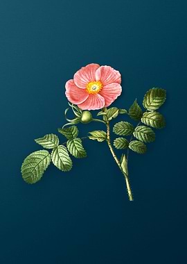 Vintage Botanical Drawing