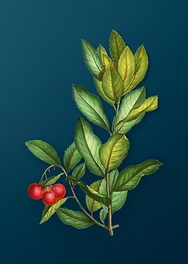 Vintage Flowers on Teal