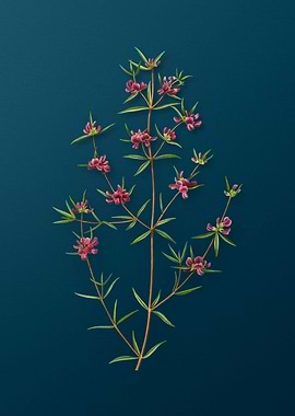 Vintage Botanical Drawing