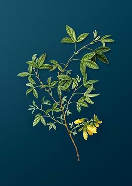 Vintage Flowers on Teal