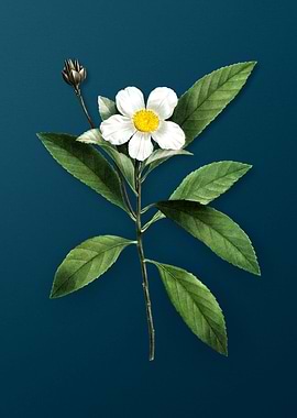 Vintage Floral Drawing