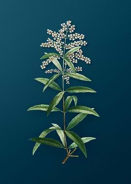 Vintage Floral Drawing