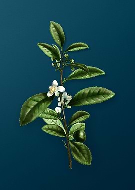 Vintage Botanicals on Teal