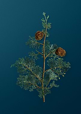 Vintage Botanicals on Teal