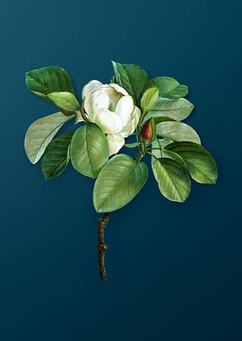 Vintage Floral Drawing