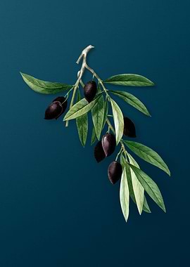 Vintage Botanicals on Teal