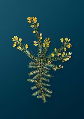 Botanical Drawing on Teal