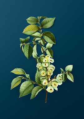 Classic Botanicals on Teal